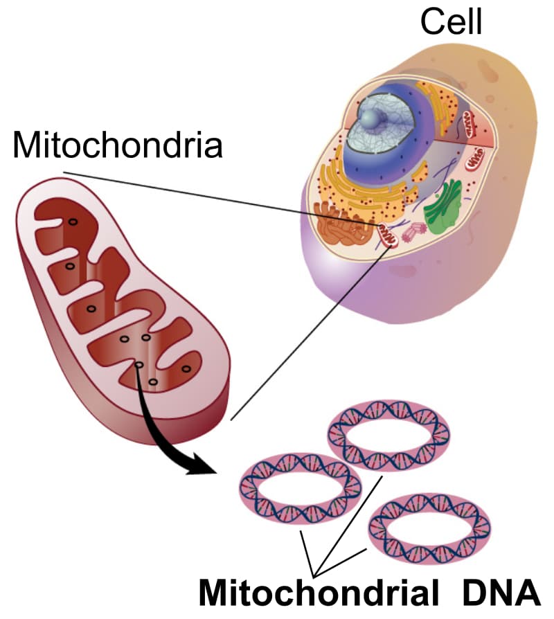 MOTS-c: The Mitochondrial Peptide Linked to Longevity