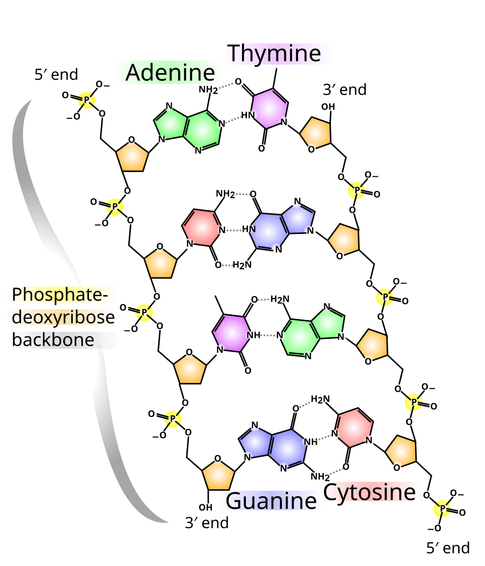 DNA vs RNA: What's the Difference and Why Does It Matter?