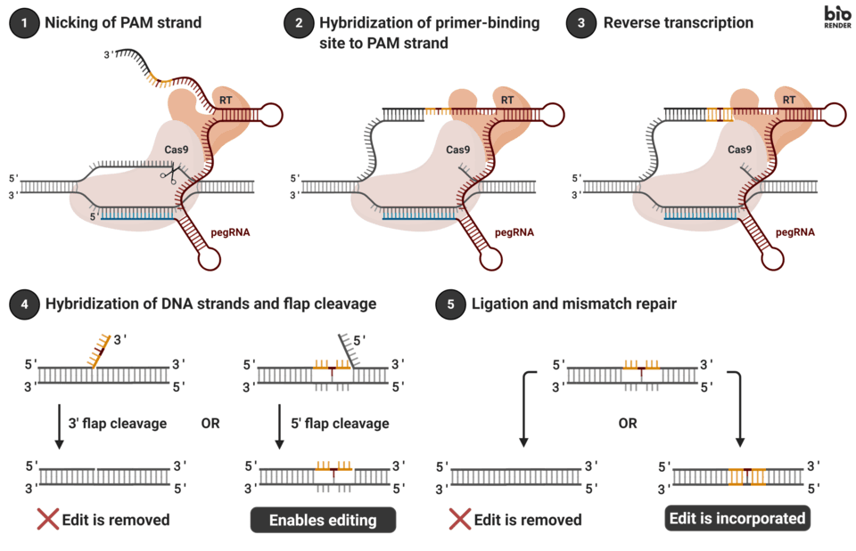 Prime Editing: The Complete Guide to DNA's Search-and-Replace Revolution